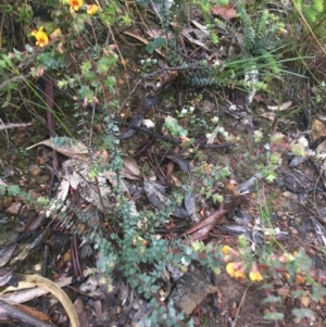 Pultenaea spinosa at Manton, NSW - 20 Nov 2021 08:45 AM