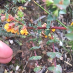 Pultenaea spinosa at Manton, NSW - 20 Nov 2021 08:45 AM