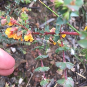 Pultenaea spinosa at Manton, NSW - 20 Nov 2021 08:45 AM