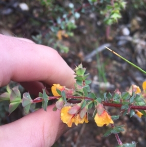 Pultenaea spinosa at Manton, NSW - 20 Nov 2021 08:45 AM