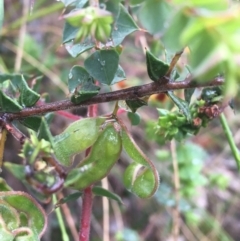 Pultenaea spinosa at Manton, NSW - 20 Nov 2021