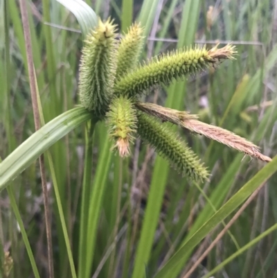Carex fascicularis (Tassel Sedge) at Phillip, ACT - 19 Nov 2021 by Tapirlord