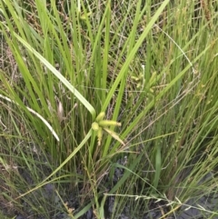 Carex fascicularis at Phillip, ACT - 19 Nov 2021 07:30 PM