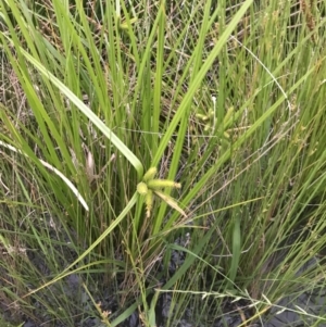 Carex fascicularis at Phillip, ACT - 19 Nov 2021