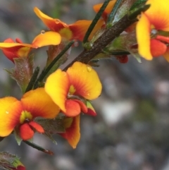 Dillwynia sericea (Egg And Bacon Peas) at Mundoonen Nature Reserve - 20 Nov 2021 by NedJohnston