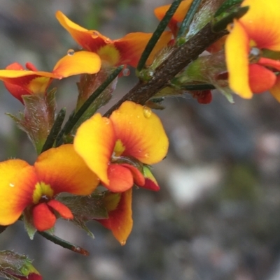 Dillwynia sericea (Egg And Bacon Peas) at Mundoonen Nature Reserve - 19 Nov 2021 by Ned_Johnston