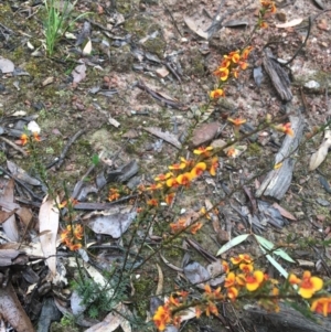 Dillwynia sericea at Manton, NSW - 20 Nov 2021 08:46 AM