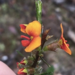 Dillwynia sericea at Manton, NSW - 20 Nov 2021 08:46 AM