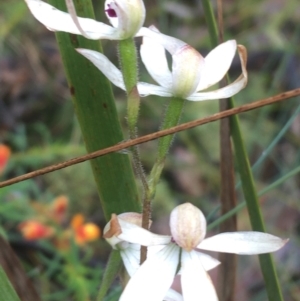 Caladenia cucullata at Manton, NSW - 20 Nov 2021