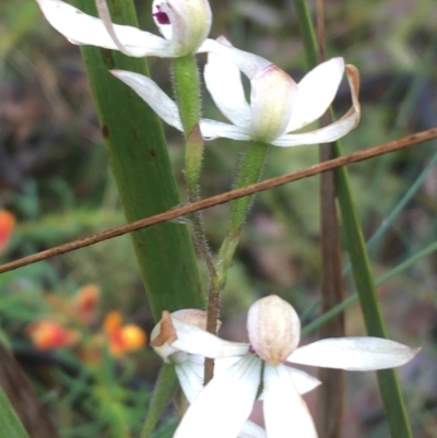 Caladenia cucullata (Lemon Caps) at Mundoonen Nature Reserve - 19 Nov 2021 by Ned_Johnston