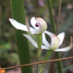 Caladenia cucullata at Manton, NSW - 20 Nov 2021