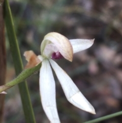 Caladenia cucullata at Manton, NSW - 20 Nov 2021
