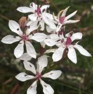 Burchardia umbellata at Manton, NSW - 20 Nov 2021