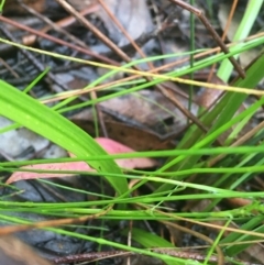 Burchardia umbellata at Manton, NSW - 20 Nov 2021