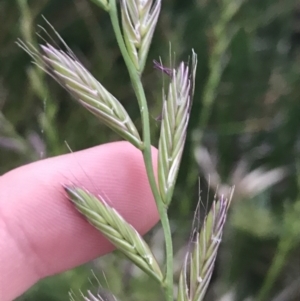 Lolium sp. at Phillip, ACT - 19 Nov 2021 07:31 PM