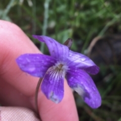 Viola betonicifolia subsp. betonicifolia (Arrow-Leaved Violet) at Manton, NSW - 20 Nov 2021 by NedJohnston