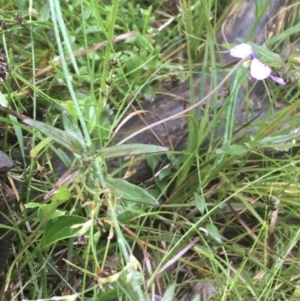 Viola betonicifolia subsp. betonicifolia at Manton, NSW - 20 Nov 2021