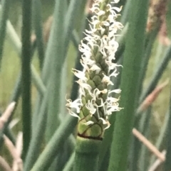 Eleocharis sphacelata (Tall Spike-rush) at Phillip, ACT - 19 Nov 2021 by Tapirlord