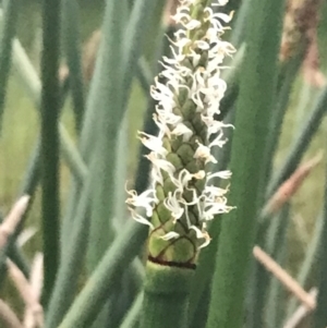 Eleocharis sphacelata at Phillip, ACT - 19 Nov 2021