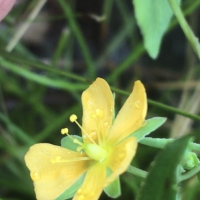 Hypericum gramineum (Small St Johns Wort) at Mundoonen Nature Reserve - 19 Nov 2021 by Ned_Johnston