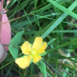 Hypericum gramineum at Manton, NSW - 20 Nov 2021 09:18 AM