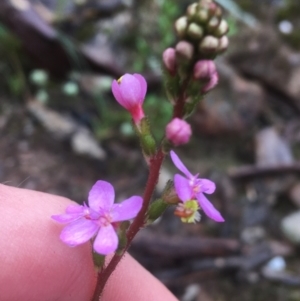 Stylidium graminifolium at Manton, NSW - 20 Nov 2021 09:22 AM