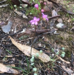 Stylidium graminifolium at Manton, NSW - 20 Nov 2021 09:22 AM