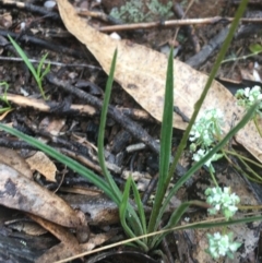 Stylidium graminifolium at Manton, NSW - 20 Nov 2021 09:22 AM