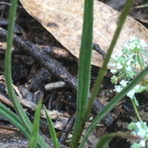 Stylidium graminifolium at Manton, NSW - 20 Nov 2021