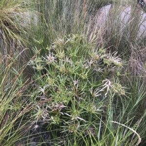 Cyperus involucratus at Phillip, ACT - 19 Nov 2021