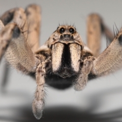 Tasmanicosa godeffroyi (Garden Wolf Spider) at Evatt, ACT - 20 Nov 2021 by TimL