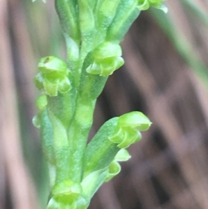 Microtis unifolia at Manton, NSW - suppressed