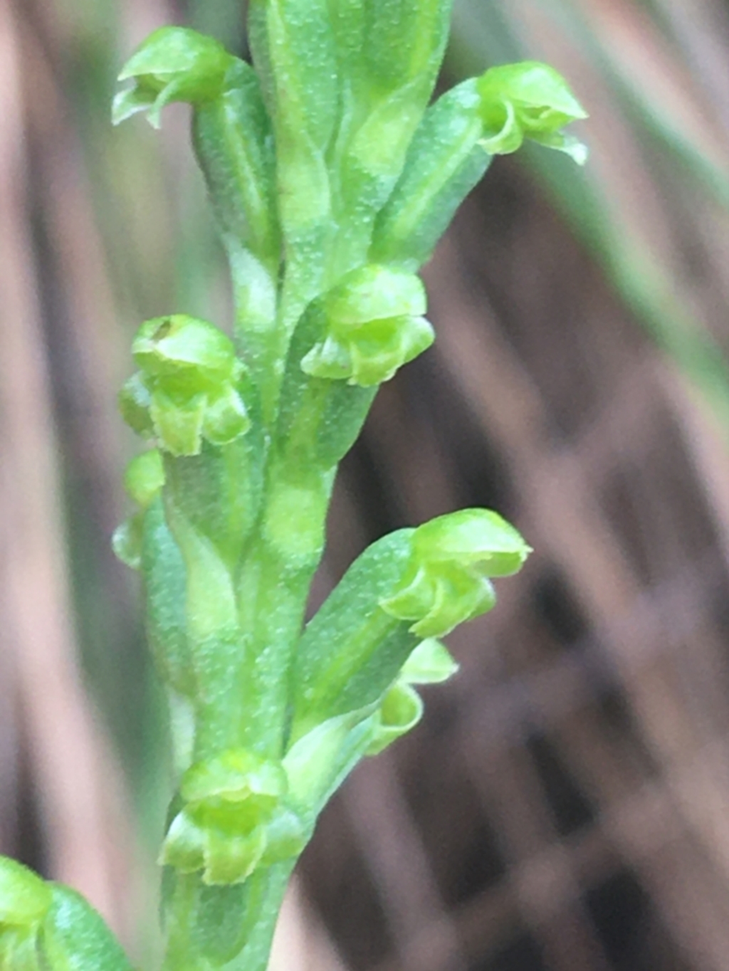 Microtis unifolia at Manton, NSW - 20 Nov 2021