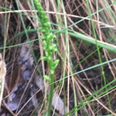 Microtis unifolia at Manton, NSW - suppressed