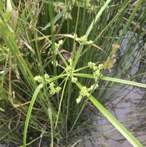 Cyperus eragrostis at Phillip, ACT - 19 Nov 2021