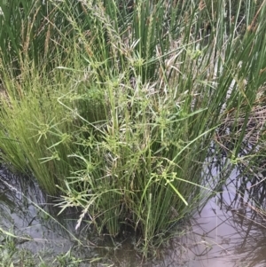 Cyperus eragrostis at Phillip, ACT - 19 Nov 2021 07:32 PM