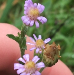 Vittadinia cuneata var. cuneata (Fuzzy New Holland Daisy) at Mundoonen Nature Reserve - 19 Nov 2021 by Ned_Johnston