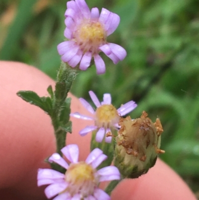 Vittadinia cuneata var. cuneata (Fuzzy New Holland Daisy) at Manton, NSW - 19 Nov 2021 by Ned_Johnston