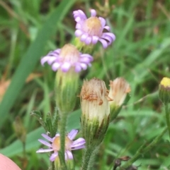 Vittadinia cuneata var. cuneata at Manton, NSW - 20 Nov 2021