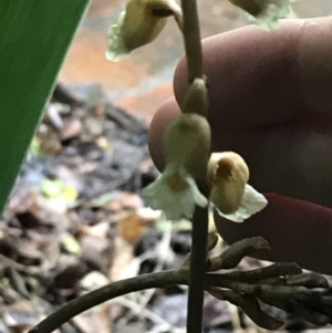 Gastrodia sesamoides at Braddon, ACT - 20 Nov 2021