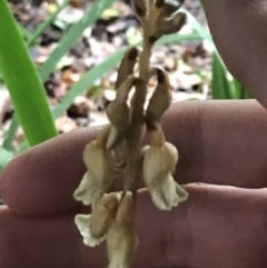 Gastrodia sesamoides at Braddon, ACT - 20 Nov 2021