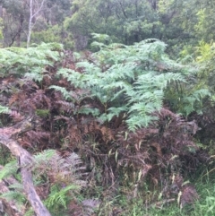 Pteridium esculentum (Bracken) at Mundoonen Nature Reserve - 20 Nov 2021 by NedJohnston