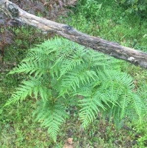 Pteridium esculentum at Manton, NSW - 20 Nov 2021 09:39 AM