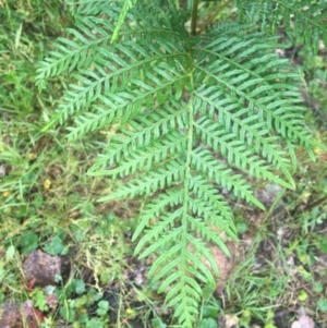 Pteridium esculentum at Manton, NSW - 20 Nov 2021