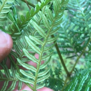 Pteridium esculentum at Manton, NSW - 20 Nov 2021 09:39 AM