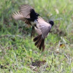Rhipidura leucophrys (Willie Wagtail) at West Wodonga, VIC - 21 Nov 2021 by KylieWaldon