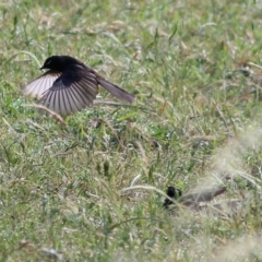 Rhipidura leucophrys at West Wodonga, VIC - 21 Nov 2021 07:02 AM