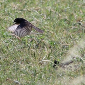 Rhipidura leucophrys at West Wodonga, VIC - 21 Nov 2021 07:02 AM