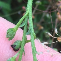 Hackelia suaveolens at Manton, NSW - 20 Nov 2021