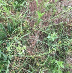 Hackelia suaveolens at Manton, NSW - 20 Nov 2021